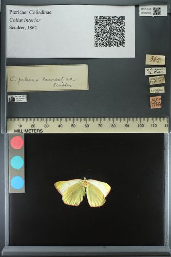 Media type: image;   Entomology 192031
